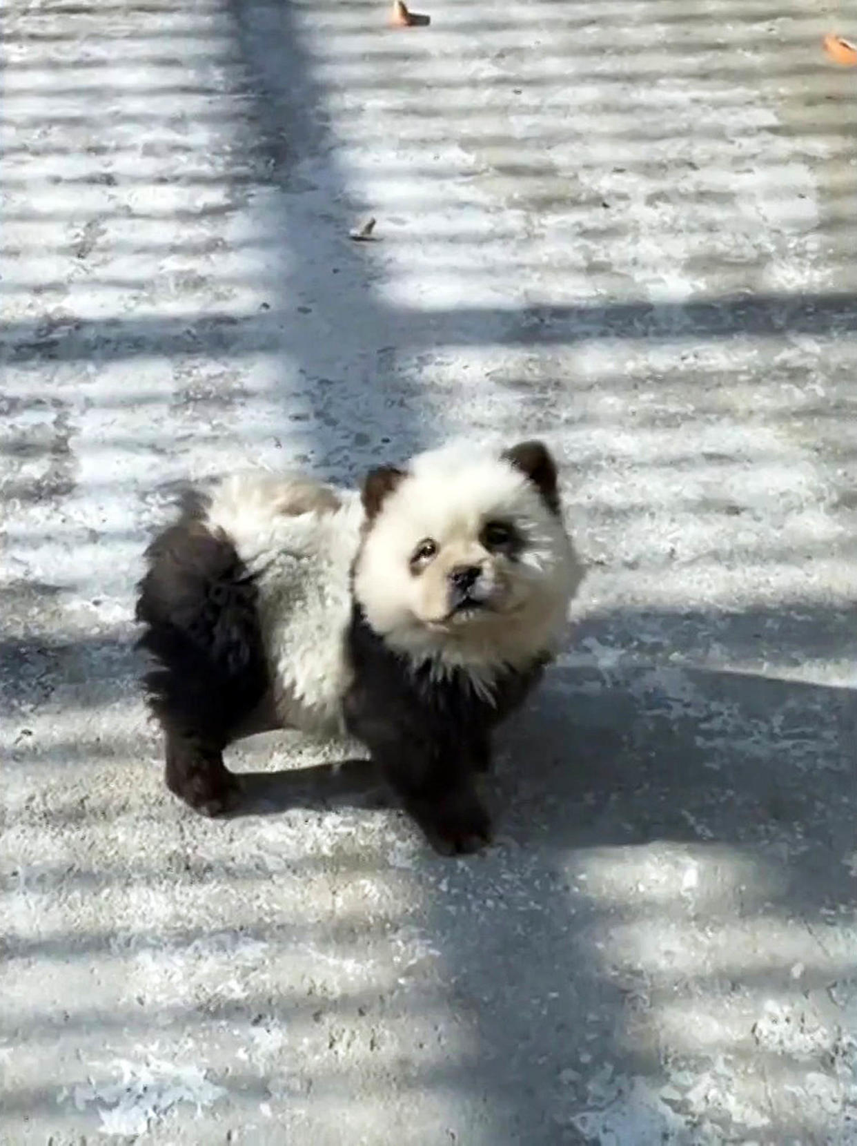 Dyes dog to look like baby pandas. (Newsflare / TODAY)