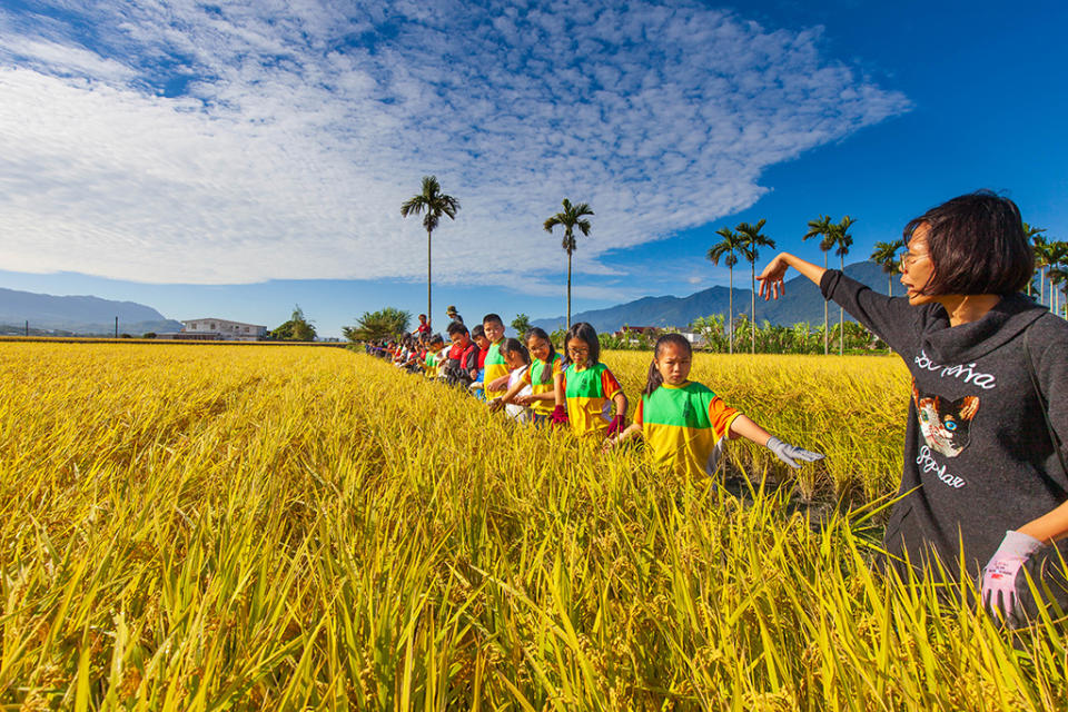 池上福原國小16日由在地農業達人帶領下，歡喜收割親自栽種稻米。