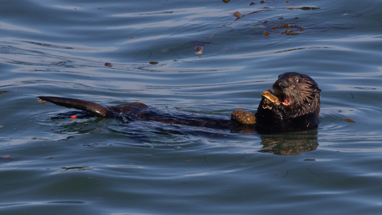 a sea otter floating on its back using a rock to open up a shell