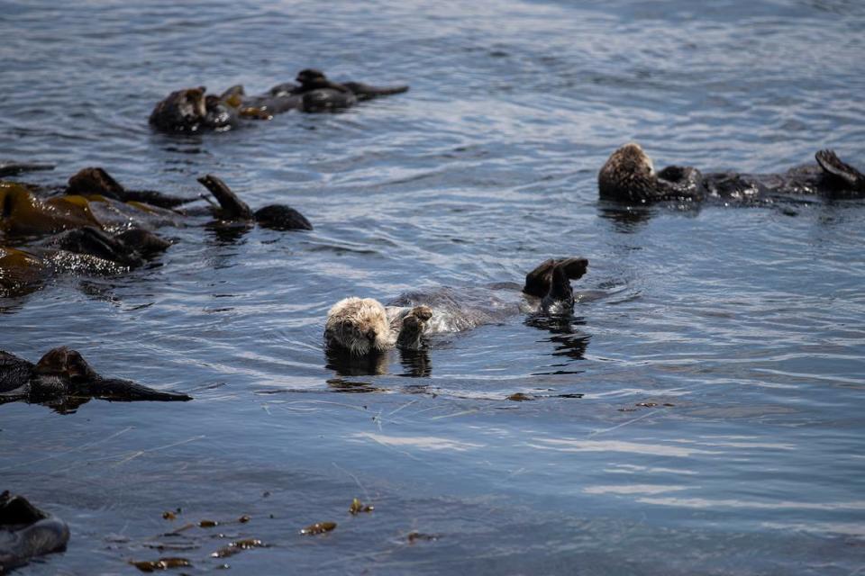 Sea otters, which are protected as a threatened species, feed on crabs, clams and urchins in Morro Bay. Marine biologists say offshore wind projects are likely to affect marine life, but they do not know to what extent.