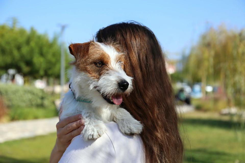 woman carrying cute jack russell terrier in park