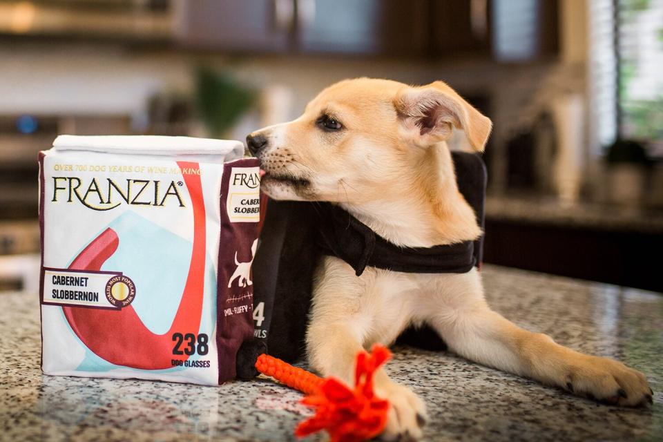 Franzia costume for dogs