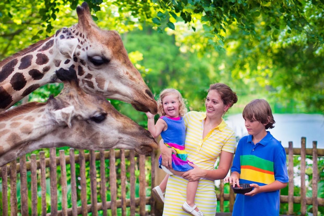 summer activities for kids zoo
