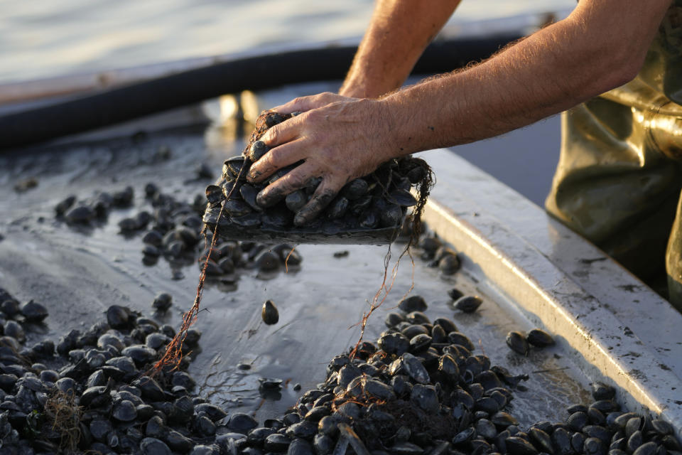 Fisherman Francesco Zago works on a boat in Pila, Italy, on the Adriatic Sea which the Po River feeds into, Friday, July 29, 2022. Drought and unusually hot weather have raised the salt levels in Italy's largest delta, and it's killing rice fields along with the shellfish that are a key ingredient in one of Italy's culinary specialties. (AP Photo/Luca Bruno)