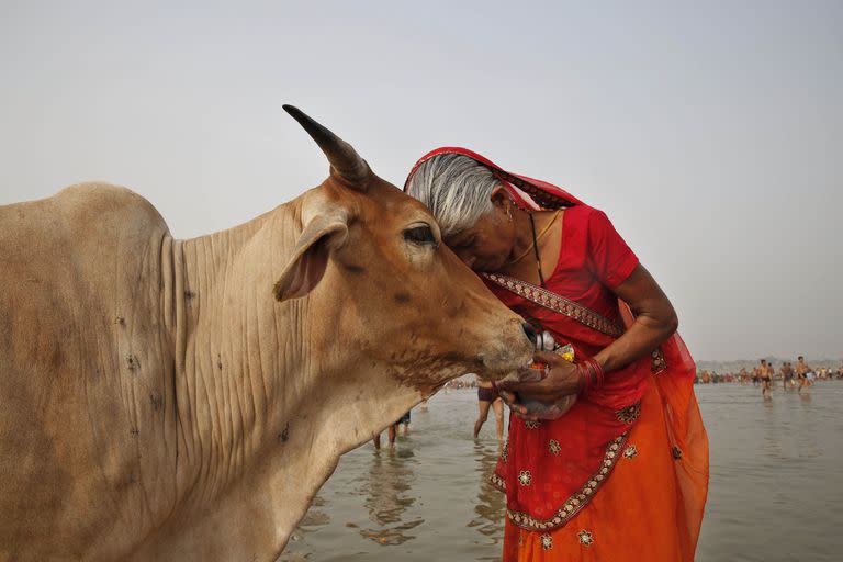 Una mujer abraza a una vaca mientras los indios ofrecen oraciones al río Ganges, sagrado para ellos, durante el festival Ganga Dussehra en Allahabad. (AP Photo/Rajesh Kumar Singh, File)