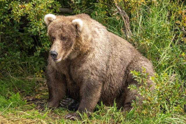 Fat Bear Week: Alaska's brown bears, in photos - The Washington Post