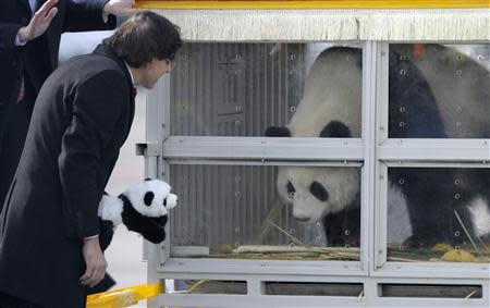 Giant pandas get a celebrity welcome in Belgium