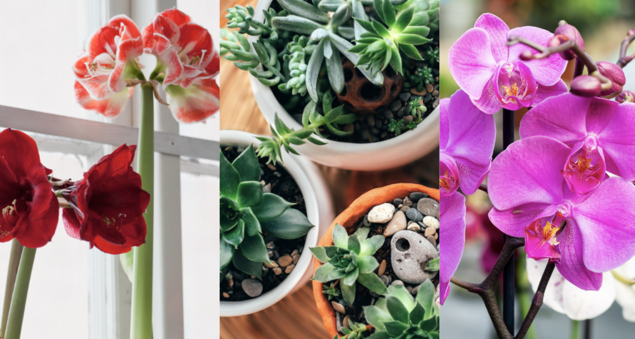From spider plants to orchids, here's the 10 best house plants to have during the winter. (Photos via Getty Images)