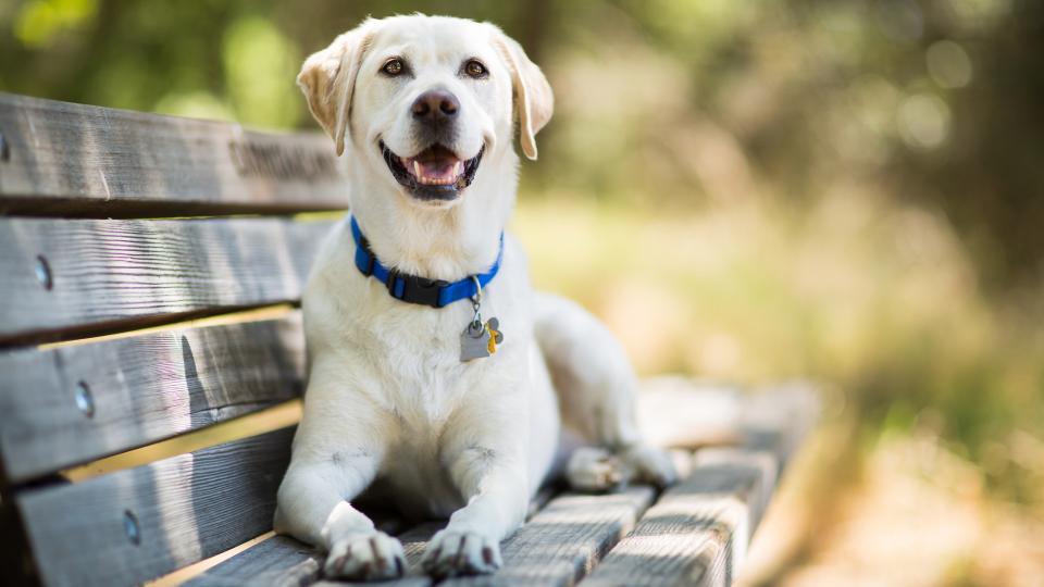 A yellow Labrador Retriever dog smiles as it lays on a wooden bench outdoors on a sunny day