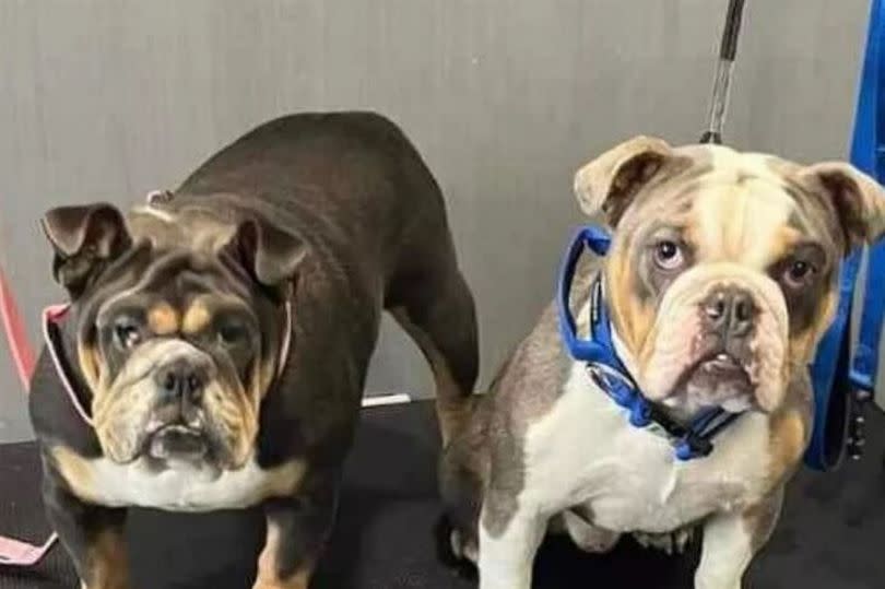 The English Bulldogs