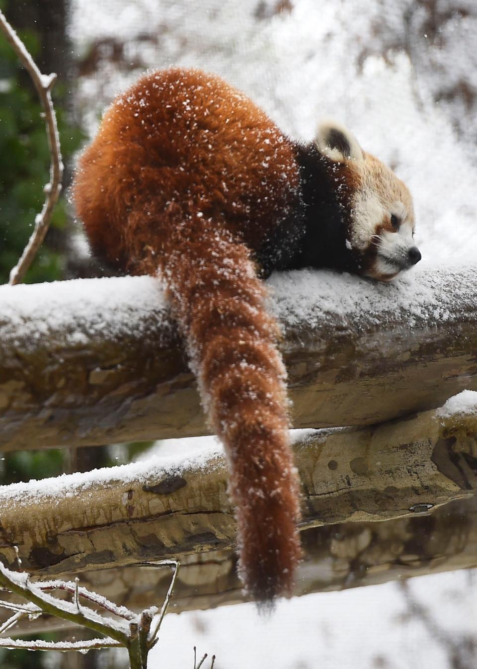 A red panda cub sleeps on a snowy perch at its outdoor habitat Wednesday, Feb. 18, 2015, at the Knoxville Zoo. Two male cubs were born June 23, 2014, to mother Scarlett, and father Madan. 