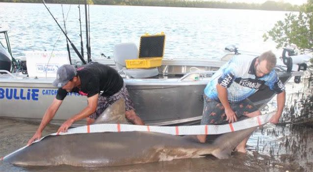 Anglers catch seven large bull sharks in Gold Coast waterway in past two  weeks