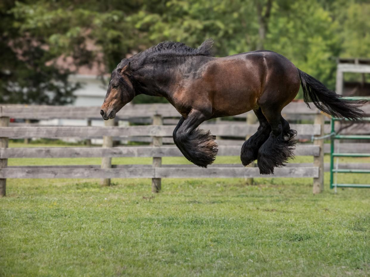 A horse jumps in the air