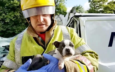 Firefighters rescue puppy - Credit:  Staffordshire FRS / SWNS.com