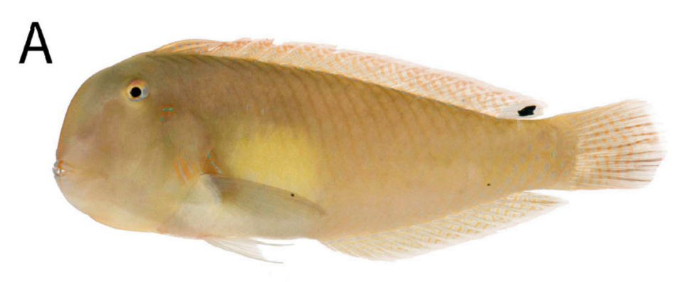 A recently dead Iniistius bakunawa, or eclipse-spot razor wrasse fish, from a market on Cebu Island, Philippines.