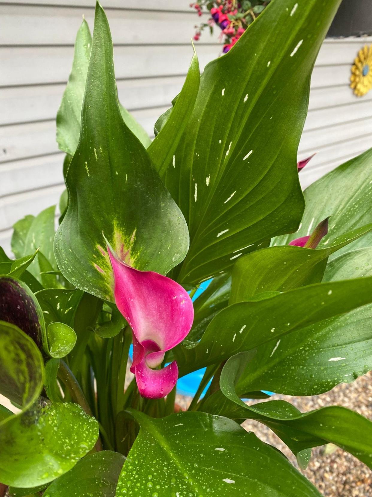 Calla lilies can be grown indoors or outdoors. When planting outside, make sure it's after the last frost and the soil is at least 65 degrees. They grow well in full sun or partial shade.