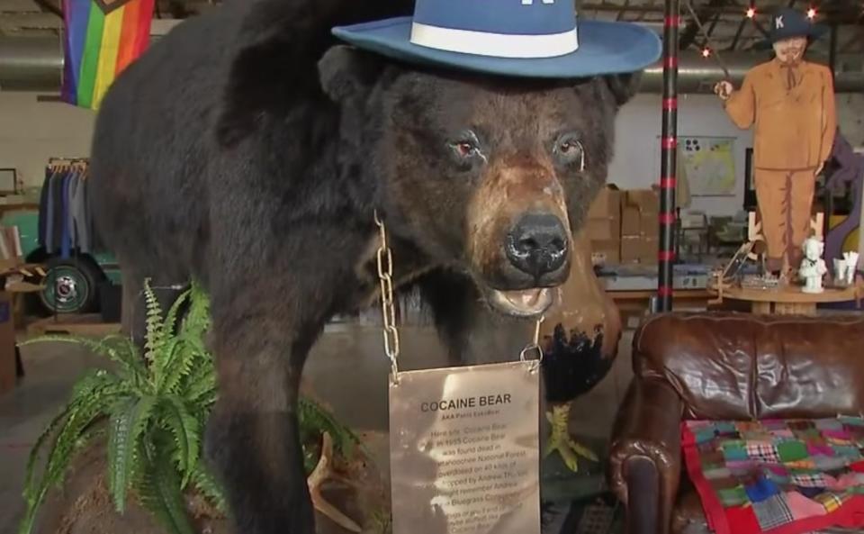 the original taxidermied cocaine bear