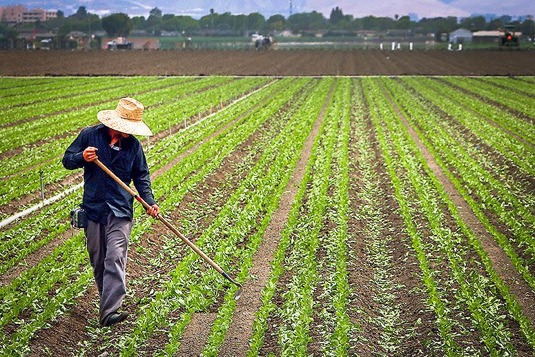 Vegetable Farming