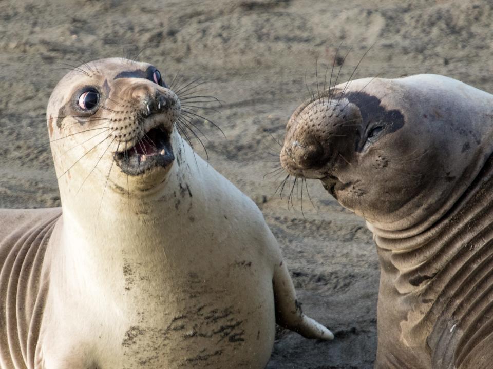 comedy wildlife seals