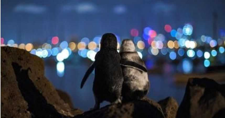 兩隻各自喪偶的企鵝，互相陪伴看夜景。（圖／翻攝自tobiasvisualsIG）