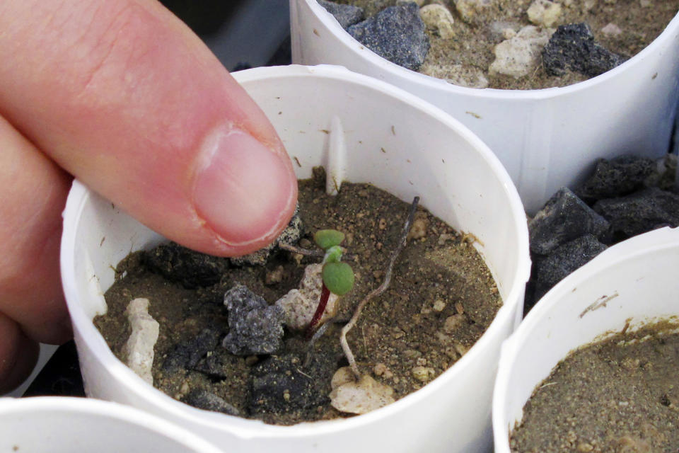 FILE - In this Feb. 10, 2020, file photo, a plant ecologist at the University of Nevada, Reno, points to a tiny Tiehm's buckwheat that has sprouted at a campus greenhouse in Reno, Nev. U.S. wildlife officials declared a Nevada wildflower endangered Wednesday, Dec. 14, 2022, at the only place it exists on a high-desert ridge where a lithium mine is planned to help meet growing demand for electric car batteries. (AP Photo/Scott Sonner, File)