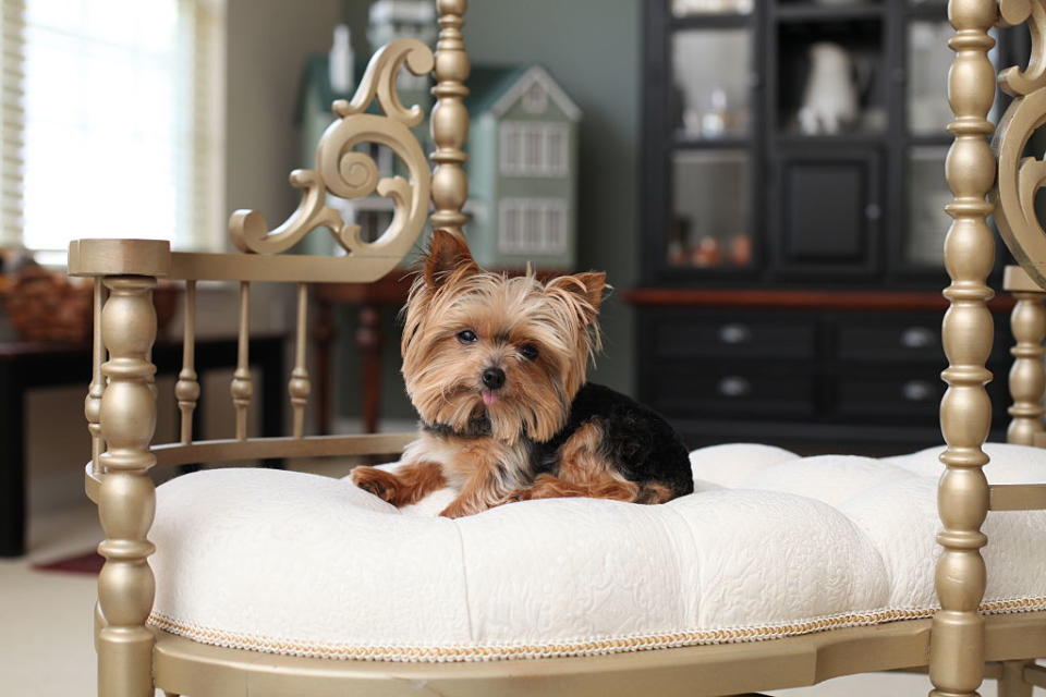 15. Yorkshire terrier