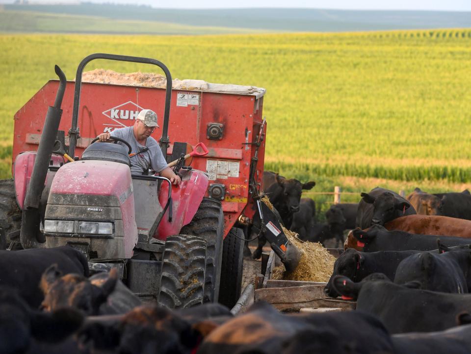 With drought rendering his pasture unusable, Steve Rehder feeds cattle on his farm near Hawarden in northwest Iowa from stored supplies.