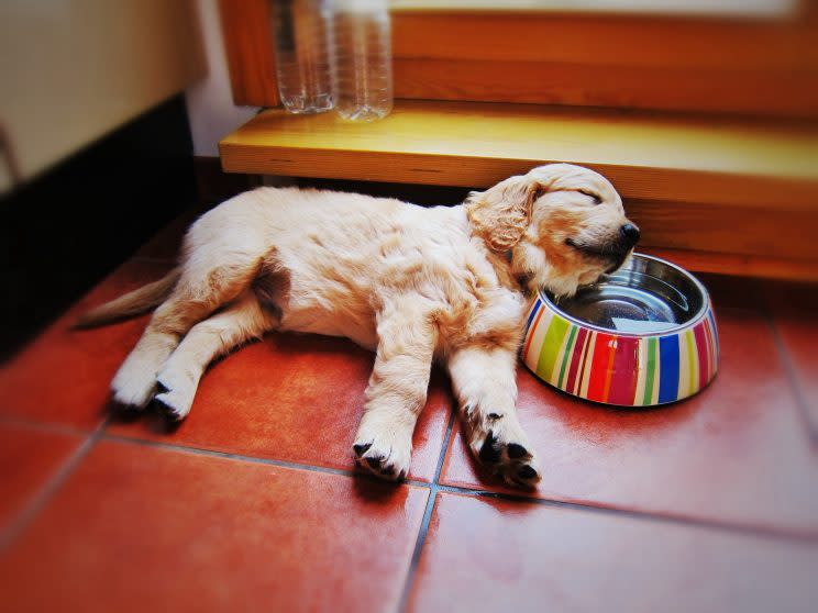 Dog sleeping by bowl