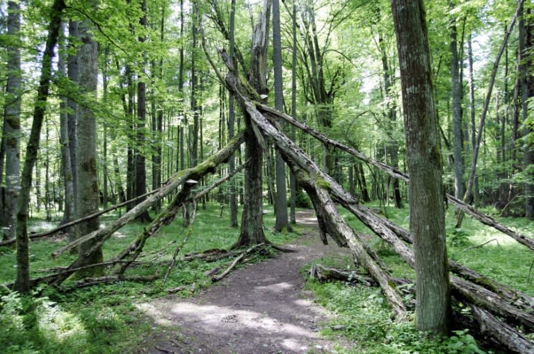 The EU and Poland are also at odds over its logging in Bialowieza forest, a world heritage site that includes some of Europe's last primeval woodland