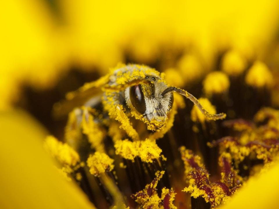 Closeup of a honey bee covered in pollen from a yellow flower