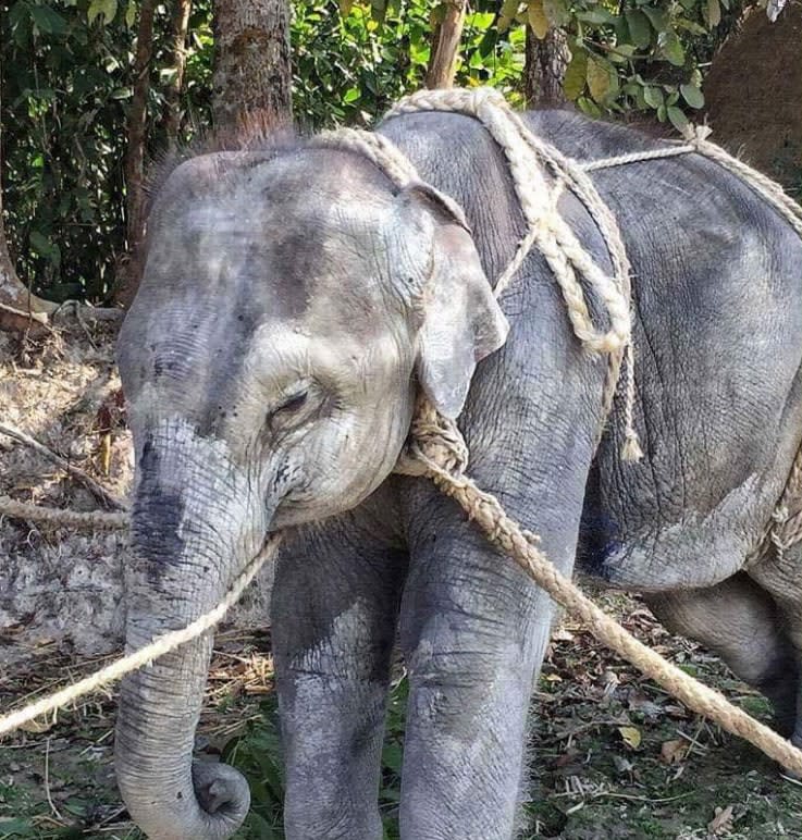 'Our research shows the widespread abuse of highly endangered baby and adult Asian elephants at tourist venues across South-East Asia' - STAE