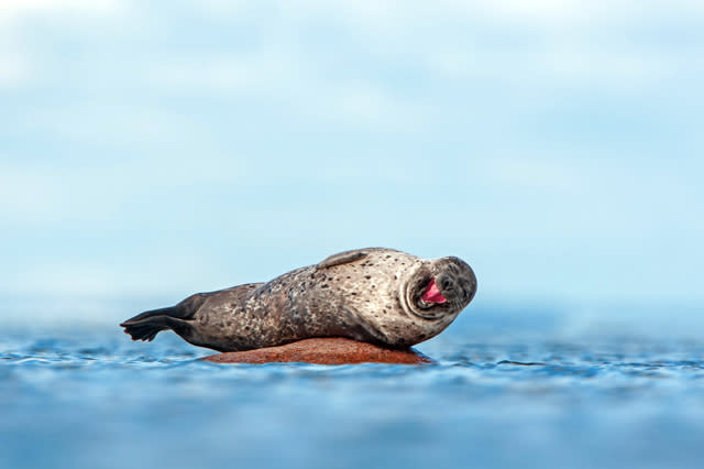 PIC FROM MARTIN THOMA / CATERS NEWS - (PICTURED: A cheeky seal) - Is this the happiest seal ever? These adorable snaps of a chuckling seal having a laugh will crack you up. The chortling grey seal was beside himself with laughter as he lapped up the sun on a rock in the clear blue ocean. The snickering seal was caught on camera by amateur wildlife photographer Martin Thoma, from Germany,on a Swedish island. SEE CATERS COPY.