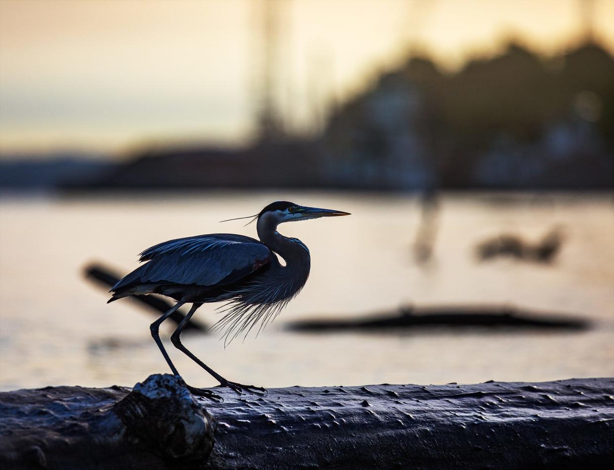 A Great Blue Heron perched on a piece of driftwood near the confluence of the Ohio River and Beargrass Creek. June 20, 2022