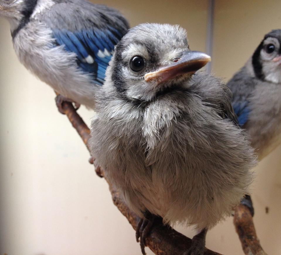 St. Francis Wildlife volunteers learn that, just like your own dogs and cats, every wild bird, such as this young blue jay, has a distinct personality.