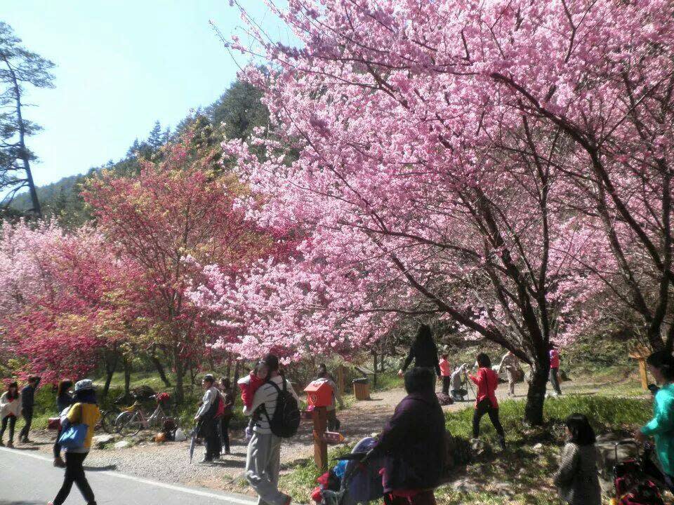 武陵農場櫻花盛開美景。（中華旅行社提供）