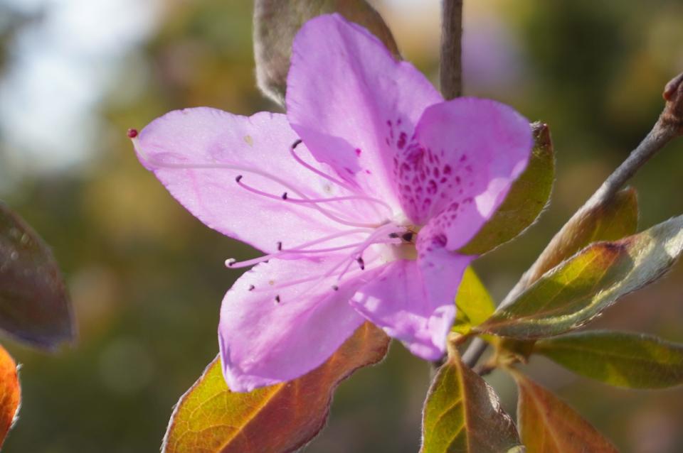 Out of season azalea blossoms at Secrest Arboretum in Wooster.