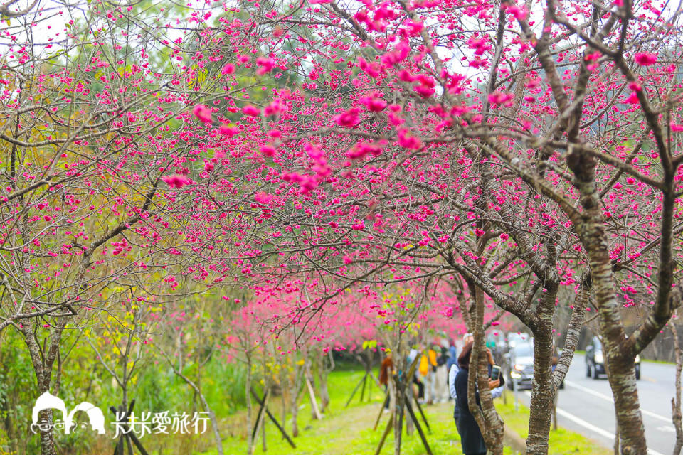 宜蘭10處賞櫻秘境