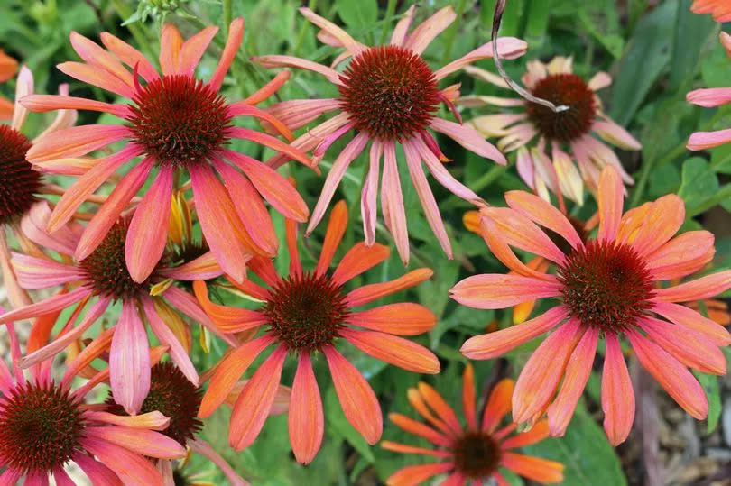 Coneflower, Echinacea, variety Cheyenne Spirit orange flowers with a blurred background of leaves.