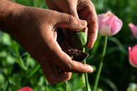 Poppy farmers in Afghanistan, the world's leading producer of opium, are often taxed by the Taliban to help fund their insurgency against government and NATO forces