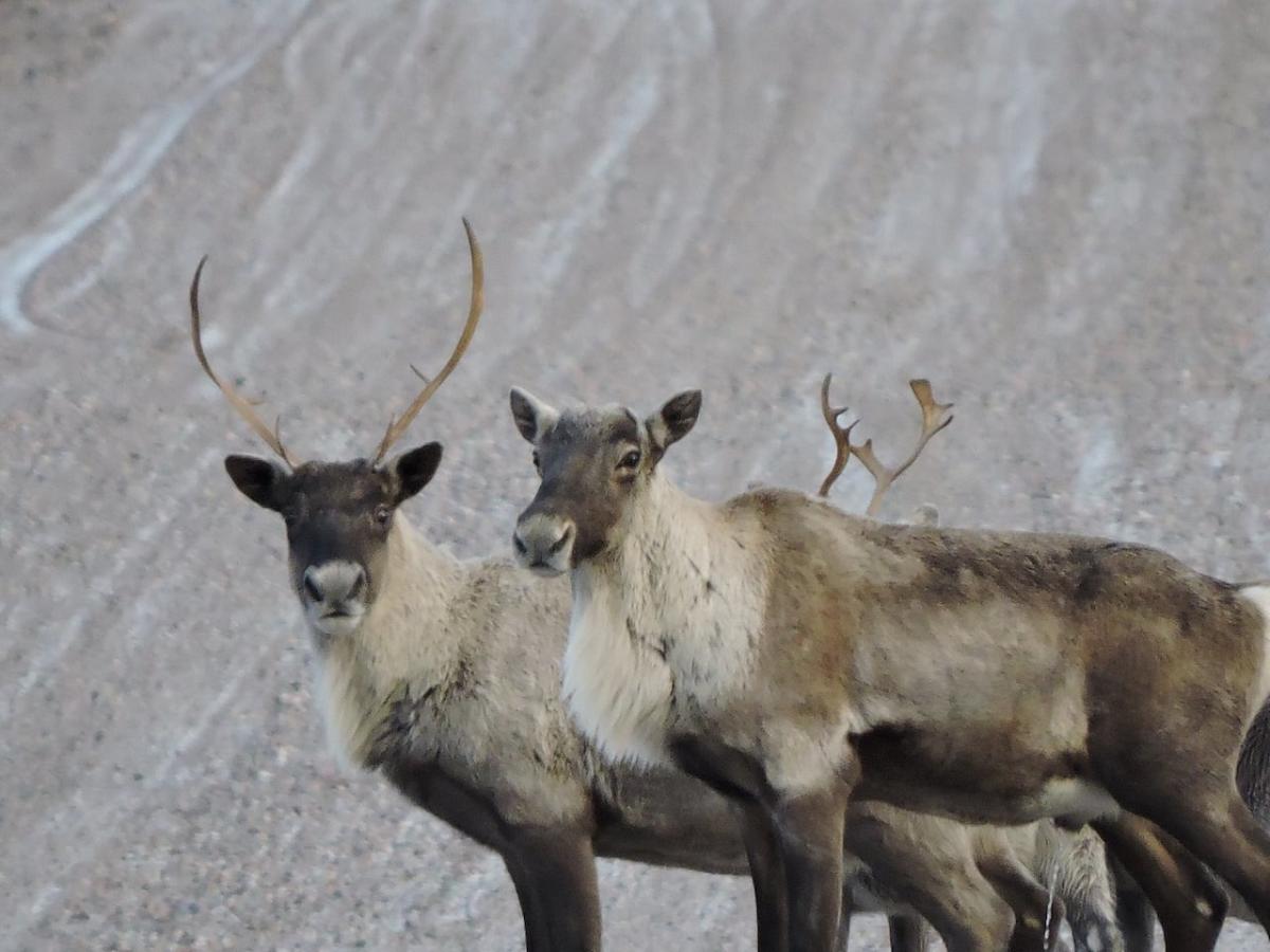 Quebec could lose up to 0M with federal decree to protect caribou population