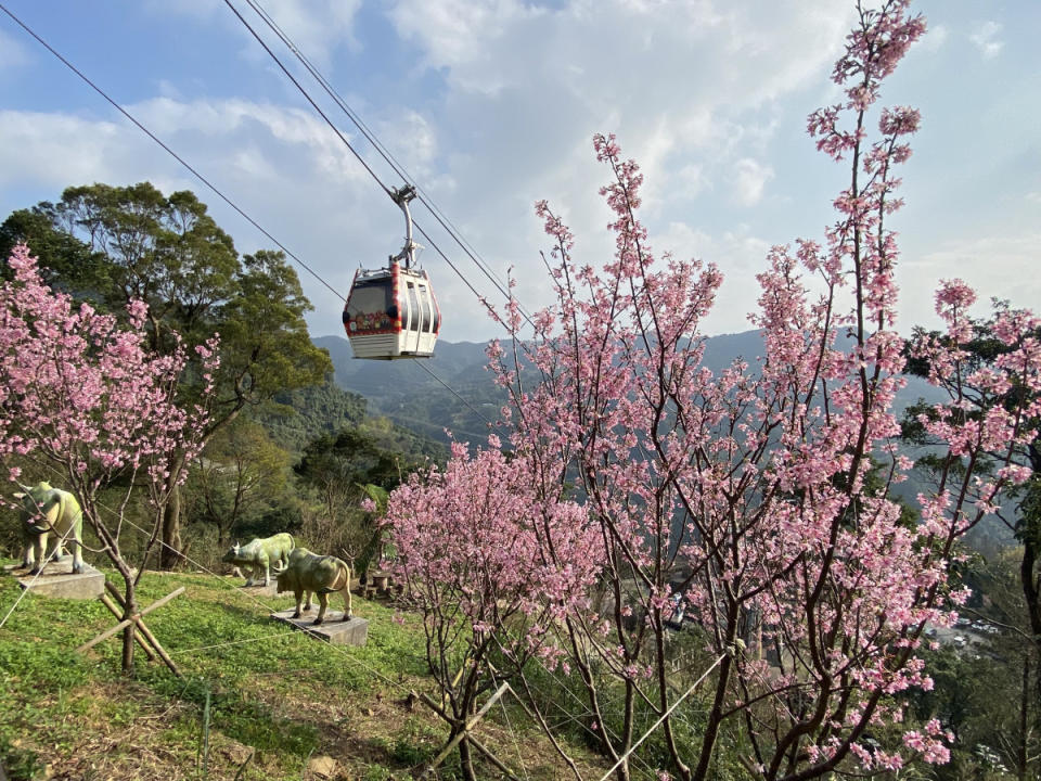 貓空指南風景區櫻花盛開（圖／北市觀傳局提供）