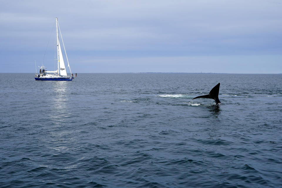 A North Atlantic right whale dives on Cape Cod Bay in Massachusetts, Monday, March 27, 2023. Scientists on a research vessel from the International Fund for Animal Welfare watch in the background. The drive to protect vanishing whales has brought profound impacts to marine industries, and those changes are accelerating as the Endangered Species Act approaches its 50th anniversary. (AP Photo/Robert F. Bukaty, NOAA permit # 21371)