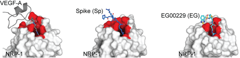 <div class="inline-image__caption"><p>Crystal structure of neuropilin-1 b1 domain (white surface with binding site in red) showing binding of VEGF-A (left), spike protein (middle), and the neuropilin-1 inhibitor EG00229 (right).</p></div> <div class="inline-image__credit">Dr. Samantha Perez-Miller/The Conversation</div>