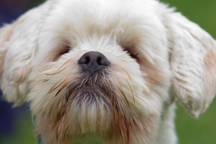 Stevie was born blind but has his dad to look out for him (Picture: SWNS)