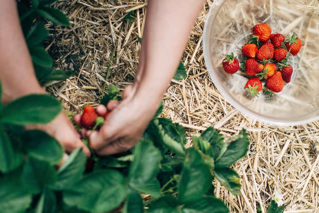 Michael Möller / EyeEm / Getty Images Picking Strawberries