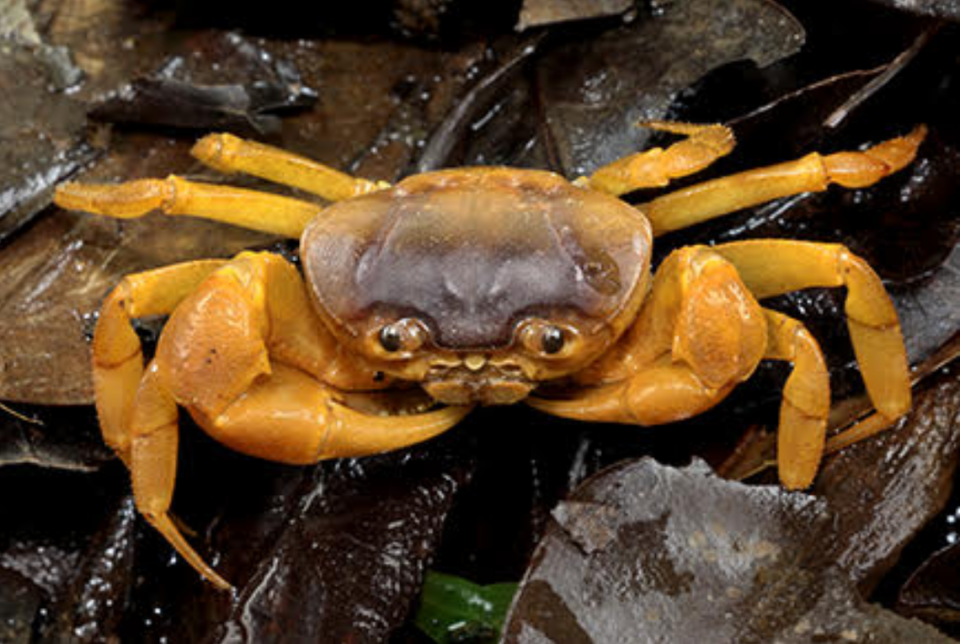 The new species Aradhya placida or Peaceful crab.