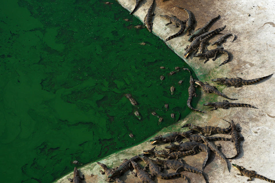 <p>Crocodiles are seen at Sri Ayuthaya Crocodile Farm in Ayutthaya province, Thailand, May 23, 2017. (Photo: Athit Perawongmetha/Reuters) </p>