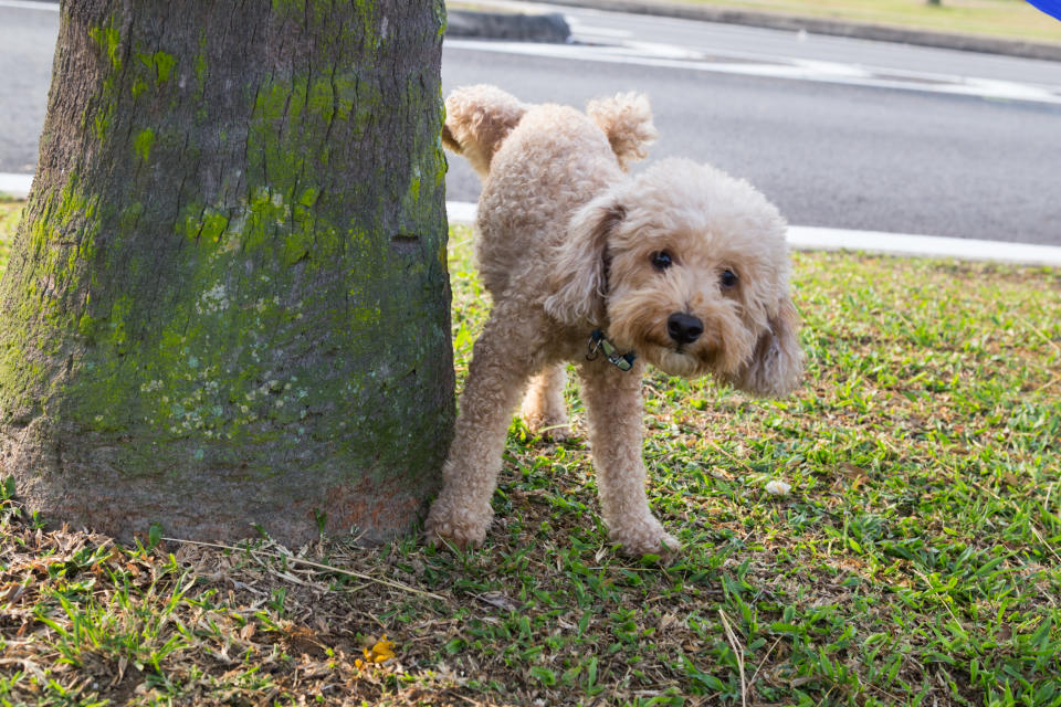 Sí, también deberías hacerte cargo de la orina de tu perro en la calle. Foto: Getty Images