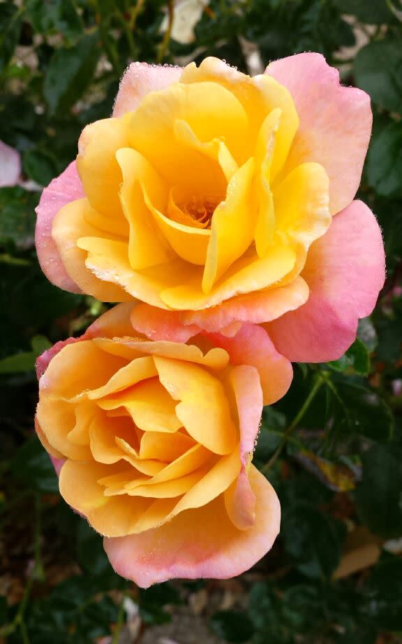 <p><a href="https://www.highcountryroses.com/shop/modern-roses/floribundas-small-landscape-shrubs/bright-shiny/" rel="nofollow noopener" target="_blank" data-ylk="slk:Shop Now;elm:context_link;itc:0;sec:content-canvas" class="link ">Shop Now</a></p><p>Bright & Shiny</p><p>$21.95</p><p>highcountryroses.com</p><span class="copyright">Star Roses and Plants</span>