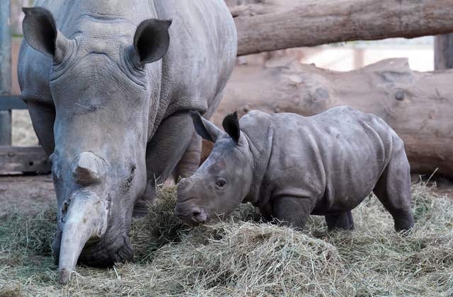 Rhino is weighed